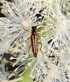 Longhorn Beetle - Analeptura lineola Habitat: Garden
https://www.jungledragon.com/image/130673/longhorn_beetle_-_analeptura_lineola.html Analeptura lineola,Geotagged,Summer,United States