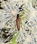 Longhorn Beetle - Analeptura lineola Habitat: Garden<br />
https://www.jungledragon.com/image/130673/longhorn_beetle_-_analeptura_lineola.html Analeptura lineola,Geotagged,Summer,United States