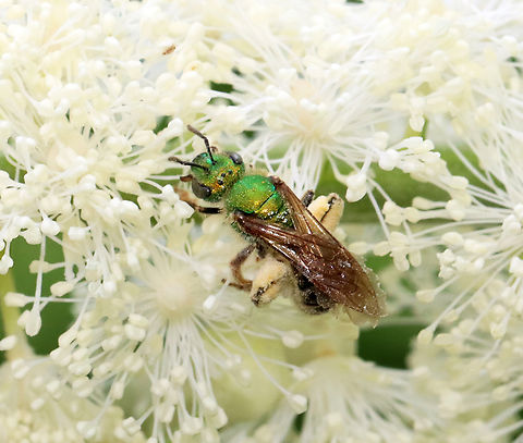 Bicolored Striped Sweat Bee - Agapostemon virescens Habitat: Garden Agapostemon,Agapostemon virescens,Bicolored Striped Sweat Bee,Geotagged,Summer,United States,bee,sweat bee