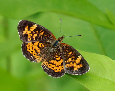 Pearl Crescent - Phyciodes tharos Phyciodes tharos and Phyciodes cocyta are very similar in appearance, but P. cocyta is usually larger and not as dark as P. tharos. 

Habitat: Meadow Geotagged,Pearl Crescent,Phyciodes,Phyciodes tharos,Summer,United States,butterfly,crescent