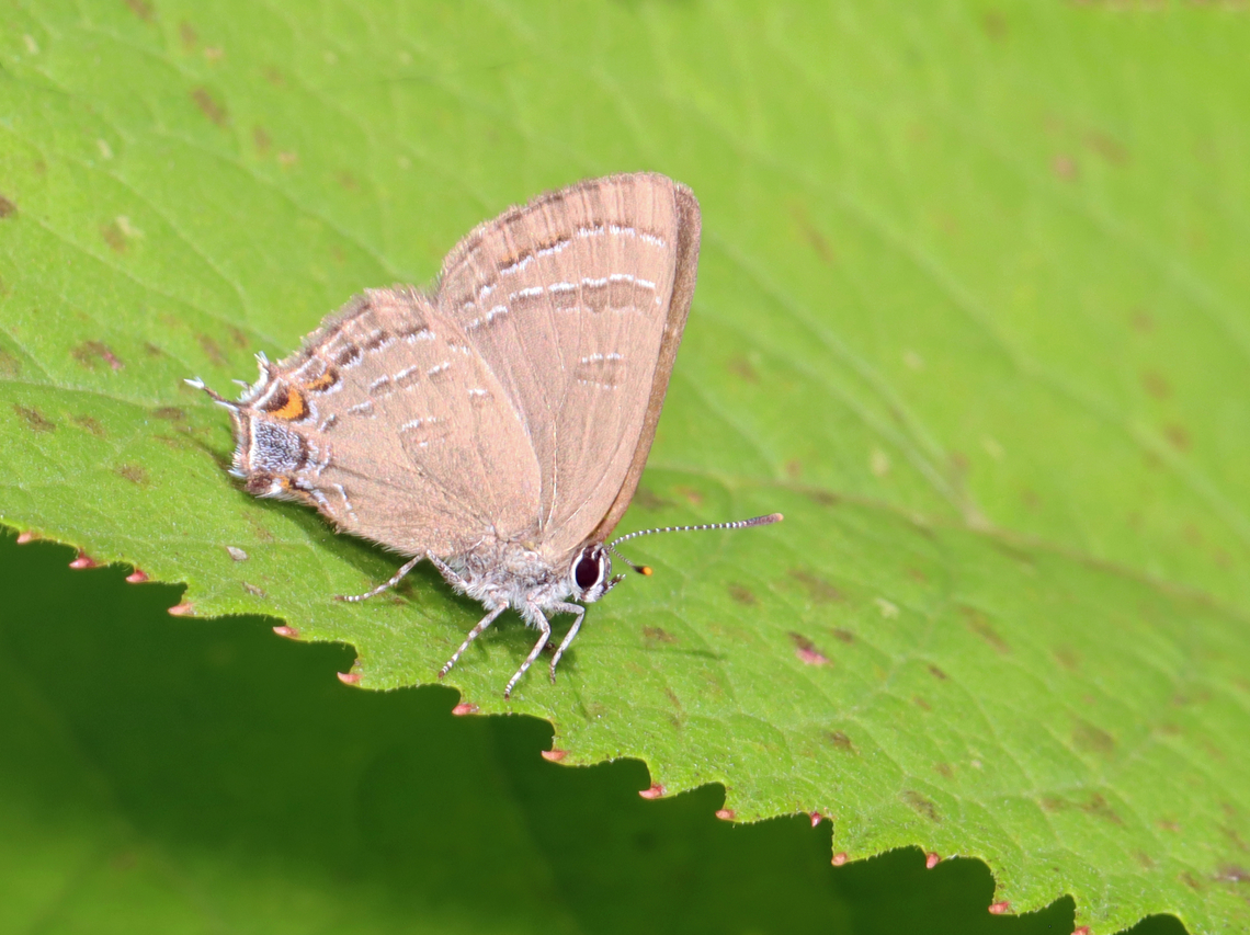 Banded Hairstreak - Satyrium calanus Hindwing has 1 long and 1 short tail. The upperside of both sexes is brown. The underside of the hindwings is brown with a postmedian band of dark dashes edged in white. They have a blue tail-spot that is not topped with orange.<br />
<br />
Habitat: Meadow  Banded hairstreak,Geotagged,Lycaenidae,Satyrium calanus,Summer,United States,butterfly,hairstreak,satyrium