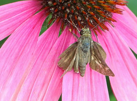 Skipper Butterfly - Wallengrenia egeremet or Pompeius verna Habitat: Meadow Geotagged,Summer,United States,butterfly,hesperiidae,skipper
