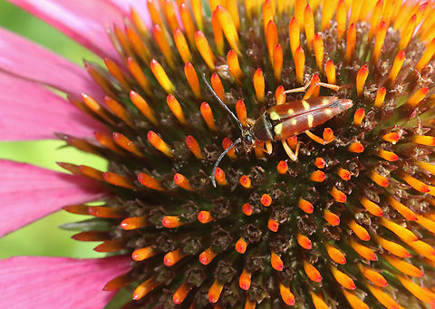 Banded Longhorn - Typocerus velutinus Habitat: Meadow Banded Longhorn,Geotagged,Summer,Typocerus,Typocerus velutinus,United States,beetle,longhorn beetle