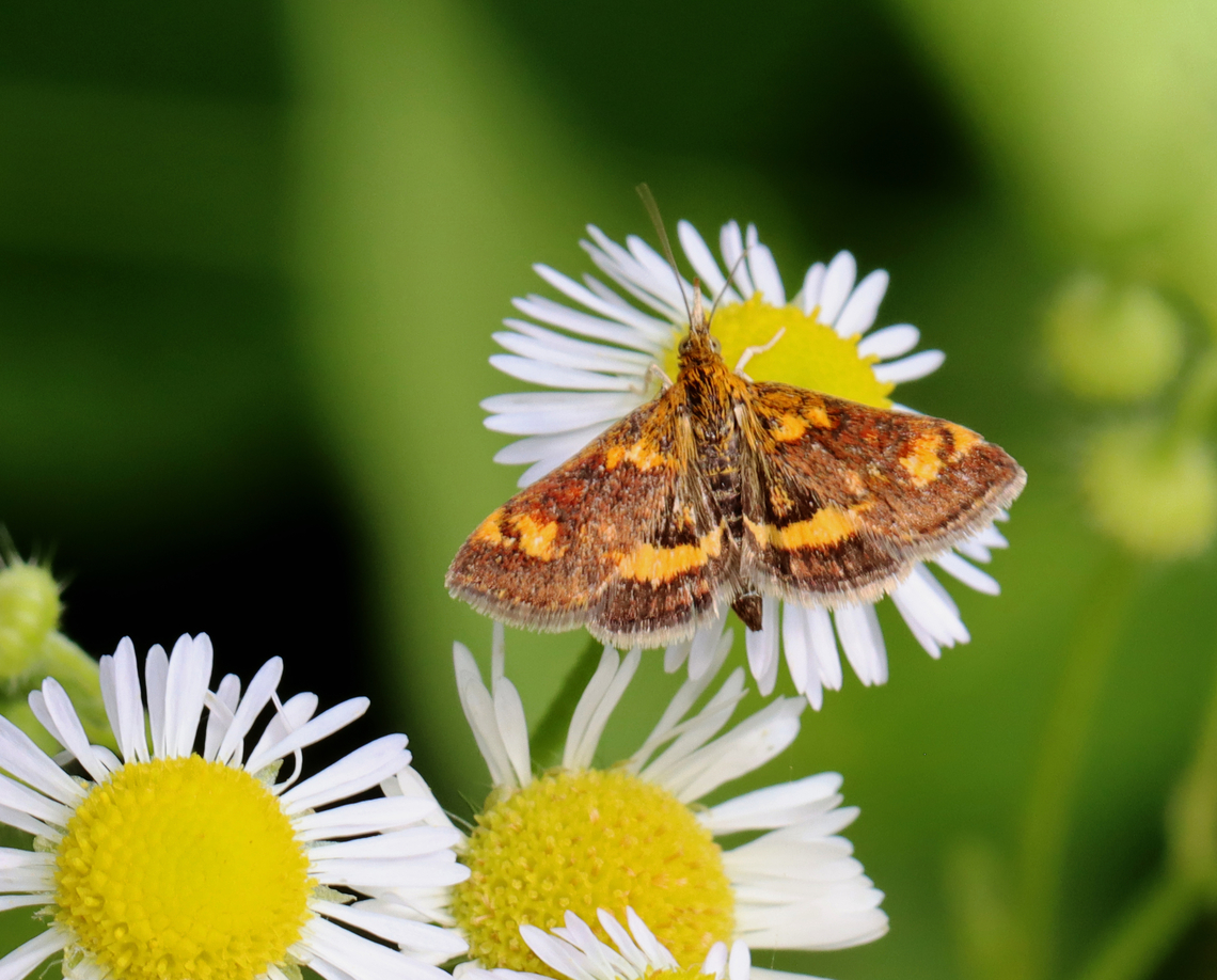 Orange Mint Moth - Pyrausta orphisalis Habitat: Garden Geotagged,Orange mint moth,Pyrausta,Pyrausta orphisalis,Summer,United States,crambidae,mint moth,moth