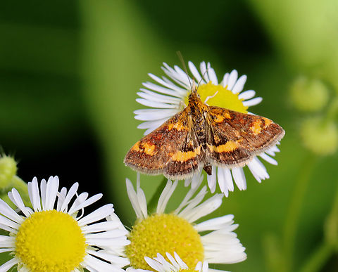 Orange Mint Moth - Pyrausta orphisalis Habitat: Garden Geotagged,Orange mint moth,Pyrausta,Pyrausta orphisalis,Summer,United States,crambidae,mint moth,moth