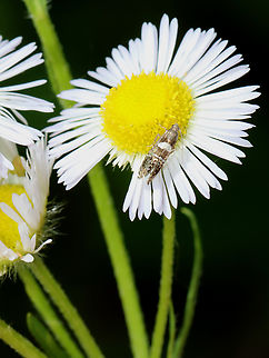Moth - Glyphipterix circumscriptella Habitat: Garden Geotagged,Glyphipterix,Glyphipterix circumscriptella,Summer,United States,moth,sedge moth