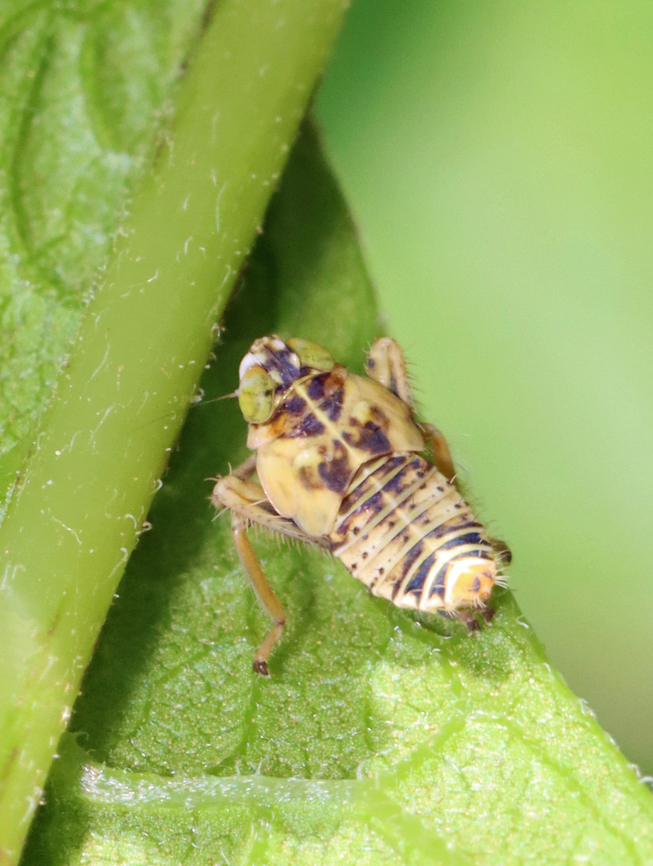 Leafhopper Nymph - Jikradia olitoria Habitat: Meadow Geotagged,Jikradia,Jikradia olitoria,Summer,United States,leafhopper,leafhopper nymph,nymph