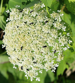 Tumbling Flower Beetles - Mordella marginata They seemed to be having a party on this flower head.

Habitat: Meadow Geotagged,Mordella,Mordella Marginata,Mordella marginata,Summer,United States,beetle