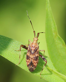 Clouded Plant Bug - Neurocolpus nubilus Habitat: Meadow Clouded Plant Bug,Geotagged,Neurocolpus,Neurocolpus nubilus,Summer,United States,bug,plant bug