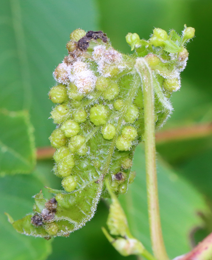 Grape Phylloxera - Daktulosphaira vitifoliae Habitat: Grape leaves; meadow edge<br />
<figure class="photo"><a href="https://www.jungledragon.com/image/130790/grape_phylloxera_-_daktulosphaira_vitifoliae.html" title="Grape Phylloxera - Daktulosphaira vitifoliae"><img src="https://s3.amazonaws.com/media.jungledragon.com/images/3232/130790_thumb.jpg?AWSAccessKeyId=05GMT0V3GWVNE7GGM1R2&Expires=1767225610&Signature=Wmhhr8SSP8Wbs6Ho2%2F9oEiPJWdM%3D" width="126" height="152" alt="Grape Phylloxera - Daktulosphaira vitifoliae Habitat: Grape leaves; meadow edge<br />
https://www.jungledragon.com/image/130790/grape_phylloxera_-_daktulosphaira_vitifoliae.html<br />
https://www.jungledragon.com/image/130792/grape_phylloxera_-_daktulosphaira_vitifoliae.html<br />
https://www.jungledragon.com/image/130791/grape_phylloxera_-_daktulosphaira_vitifoliae.html Daktulosphaira,Daktulosphaira vitifoliae,Geotagged,Grape Phylloxera,Summer,United States,galls,phylloxera" /></a></figure><br />
<figure class="photo"><a href="https://www.jungledragon.com/image/130792/grape_phylloxera_-_daktulosphaira_vitifoliae.html" title="Grape Phylloxera - Daktulosphaira vitifoliae"><img src="https://s3.amazonaws.com/media.jungledragon.com/images/3232/130792_thumb.jpg?AWSAccessKeyId=05GMT0V3GWVNE7GGM1R2&Expires=1767225610&Signature=Ll%2BcresriCAWFw27sBZDvpebxaE%3D" width="200" height="156" alt="Grape Phylloxera - Daktulosphaira vitifoliae Some of the galls looked like they had fungus growing on them.<br />
<br />
Habitat: Grape leaves; meadow edge<br />
https://www.jungledragon.com/image/130790/grape_phylloxera_-_daktulosphaira_vitifoliae.html<br />
https://www.jungledragon.com/image/130792/grape_phylloxera_-_daktulosphaira_vitifoliae.html<br />
https://www.jungledragon.com/image/130791/grape_phylloxera_-_daktulosphaira_vitifoliae.html Daktulosphaira vitifoliae,Geotagged,Grape Phylloxera,Summer,United States" /></a></figure><br />
<figure class="photo"><a href="https://www.jungledragon.com/image/130791/grape_phylloxera_-_daktulosphaira_vitifoliae.html" title="Grape Phylloxera - Daktulosphaira vitifoliae"><img src="https://s3.amazonaws.com/media.jungledragon.com/images/3232/130791_thumb.jpg?AWSAccessKeyId=05GMT0V3GWVNE7GGM1R2&Expires=1767225610&Signature=iGMnuqKns85oocgqb1KAiiByNVE%3D" width="200" height="160" alt="Grape Phylloxera - Daktulosphaira vitifoliae Habitat: Grape leaves; meadow edge<br />
https://www.jungledragon.com/image/130790/grape_phylloxera_-_daktulosphaira_vitifoliae.html<br />
https://www.jungledragon.com/image/130792/grape_phylloxera_-_daktulosphaira_vitifoliae.html<br />
https://www.jungledragon.com/image/130791/grape_phylloxera_-_daktulosphaira_vitifoliae.html Daktulosphaira vitifoliae,Geotagged,Grape Phylloxera,Summer,United States" /></a></figure> Daktulosphaira,Daktulosphaira vitifoliae,Geotagged,Grape Phylloxera,Summer,United States,galls,phylloxera