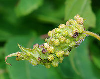 Grape Phylloxera - Daktulosphaira vitifoliae Habitat: Grape leaves; meadow edge<br />
https://www.jungledragon.com/image/130790/grape_phylloxera_-_daktulosphaira_vitifoliae.html<br />
https://www.jungledragon.com/image/130792/grape_phylloxera_-_daktulosphaira_vitifoliae.html<br />
https://www.jungledragon.com/image/130791/grape_phylloxera_-_daktulosphaira_vitifoliae.html Daktulosphaira vitifoliae,Geotagged,Grape Phylloxera,Summer,United States