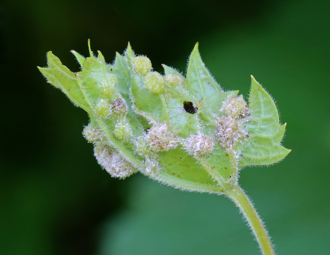 Grape Phylloxera - Daktulosphaira vitifoliae Some of the galls looked like they had fungus growing on them.<br />
<br />
Habitat: Grape leaves; meadow edge<br />
<figure class="photo"><a href="https://www.jungledragon.com/image/130790/grape_phylloxera_-_daktulosphaira_vitifoliae.html" title="Grape Phylloxera - Daktulosphaira vitifoliae"><img src="https://s3.amazonaws.com/media.jungledragon.com/images/3232/130790_thumb.jpg?AWSAccessKeyId=05GMT0V3GWVNE7GGM1R2&Expires=1767225610&Signature=Wmhhr8SSP8Wbs6Ho2%2F9oEiPJWdM%3D" width="126" height="152" alt="Grape Phylloxera - Daktulosphaira vitifoliae Habitat: Grape leaves; meadow edge<br />
https://www.jungledragon.com/image/130790/grape_phylloxera_-_daktulosphaira_vitifoliae.html<br />
https://www.jungledragon.com/image/130792/grape_phylloxera_-_daktulosphaira_vitifoliae.html<br />
https://www.jungledragon.com/image/130791/grape_phylloxera_-_daktulosphaira_vitifoliae.html Daktulosphaira,Daktulosphaira vitifoliae,Geotagged,Grape Phylloxera,Summer,United States,galls,phylloxera" /></a></figure><br />
<figure class="photo"><a href="https://www.jungledragon.com/image/130792/grape_phylloxera_-_daktulosphaira_vitifoliae.html" title="Grape Phylloxera - Daktulosphaira vitifoliae"><img src="https://s3.amazonaws.com/media.jungledragon.com/images/3232/130792_thumb.jpg?AWSAccessKeyId=05GMT0V3GWVNE7GGM1R2&Expires=1767225610&Signature=Ll%2BcresriCAWFw27sBZDvpebxaE%3D" width="200" height="156" alt="Grape Phylloxera - Daktulosphaira vitifoliae Some of the galls looked like they had fungus growing on them.<br />
<br />
Habitat: Grape leaves; meadow edge<br />
https://www.jungledragon.com/image/130790/grape_phylloxera_-_daktulosphaira_vitifoliae.html<br />
https://www.jungledragon.com/image/130792/grape_phylloxera_-_daktulosphaira_vitifoliae.html<br />
https://www.jungledragon.com/image/130791/grape_phylloxera_-_daktulosphaira_vitifoliae.html Daktulosphaira vitifoliae,Geotagged,Grape Phylloxera,Summer,United States" /></a></figure><br />
<figure class="photo"><a href="https://www.jungledragon.com/image/130791/grape_phylloxera_-_daktulosphaira_vitifoliae.html" title="Grape Phylloxera - Daktulosphaira vitifoliae"><img src="https://s3.amazonaws.com/media.jungledragon.com/images/3232/130791_thumb.jpg?AWSAccessKeyId=05GMT0V3GWVNE7GGM1R2&Expires=1767225610&Signature=iGMnuqKns85oocgqb1KAiiByNVE%3D" width="200" height="160" alt="Grape Phylloxera - Daktulosphaira vitifoliae Habitat: Grape leaves; meadow edge<br />
https://www.jungledragon.com/image/130790/grape_phylloxera_-_daktulosphaira_vitifoliae.html<br />
https://www.jungledragon.com/image/130792/grape_phylloxera_-_daktulosphaira_vitifoliae.html<br />
https://www.jungledragon.com/image/130791/grape_phylloxera_-_daktulosphaira_vitifoliae.html Daktulosphaira vitifoliae,Geotagged,Grape Phylloxera,Summer,United States" /></a></figure> Daktulosphaira vitifoliae,Geotagged,Grape Phylloxera,Summer,United States