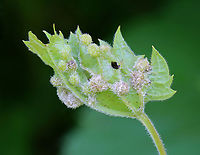 Grape Phylloxera - Daktulosphaira vitifoliae Some of the galls looked like they had fungus growing on them.<br />
<br />
Habitat: Grape leaves; meadow edge<br />
https://www.jungledragon.com/image/130790/grape_phylloxera_-_daktulosphaira_vitifoliae.html<br />
https://www.jungledragon.com/image/130792/grape_phylloxera_-_daktulosphaira_vitifoliae.html<br />
https://www.jungledragon.com/image/130791/grape_phylloxera_-_daktulosphaira_vitifoliae.html Daktulosphaira vitifoliae,Geotagged,Grape Phylloxera,Summer,United States