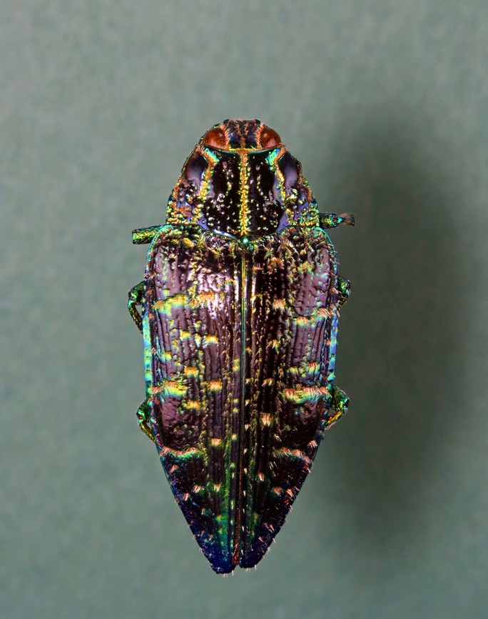 Jewel Beetle - Polybothris sumptuosa *Specimen Buprestidae,Geotagged,Polybothris,Polybothris sumptuosa,United States,Winter,beetle,jewel beetle
