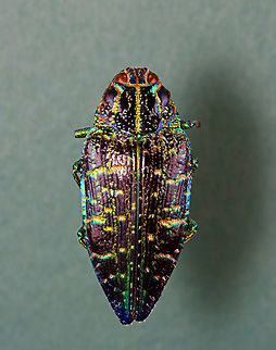 Jewel Beetle - Polybothris sumptuosa *Specimen Buprestidae,Geotagged,Polybothris,Polybothris sumptuosa,United States,Winter,beetle,jewel beetle