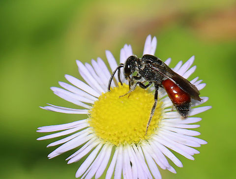 Sweat Bee - Sphecodes heraclei ssp. heraclei Habitat: Meadow Geotagged,Halictidae,Sphecodes,Sphecodes heraclei,Sphecodes heraclei ssp. heraclei,Summer,United States,bee,sweat bee