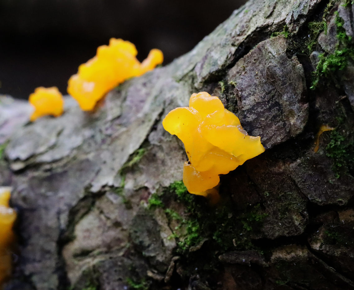 Orange Jelly Spot - Dacrymyces chrysospermus Irregular, gelatinous blobs that were orange-yellow in color.<br />
<br />
Habitat: Rotting conifer; mixed forest Dacrymyces,Dacrymyces chrysospermus,Geotagged,Orange Jelly Spot,Summer,United States,fungus,jelly fungus