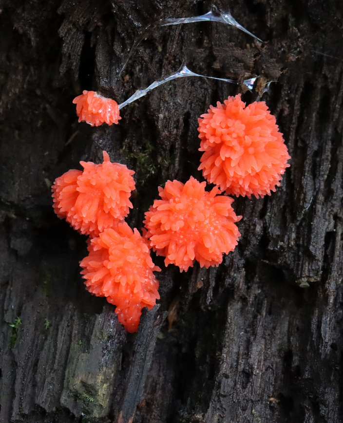Red Raspberry Slime - Tubifera ferruginosa Habitat: Growing on rotting wood in a mixed forest Geotagged,Red raspberry slime,Summer,Tubifera,Tubifera ferruginosa,United States,slime mold