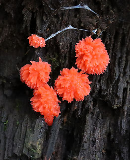 Red Raspberry Slime - Tubifera ferruginosa Habitat: Growing on rotting wood in a mixed forest Geotagged,Red raspberry slime,Summer,Tubifera,Tubifera ferruginosa,United States,slime mold