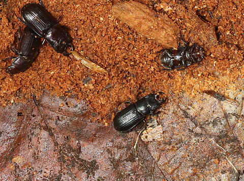 Stag Beetle Party - Ceruchus piceus Habitat: Rotting wood; mixed forest Ceruchus,Ceruchus piceus,Geotagged,Lucanidae,Summer,United States,beetle,coleptera,stag beetle