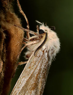 Spongy Moth - Lymantria dispar The common name of this moth recently changed from 'gypsy moth' to 'spongy moth'.

Habitat: Mixed forest Geotagged,Lymantria dispar,Spongy Moth,Summer,United States,gypsy moth,lymantria,moth