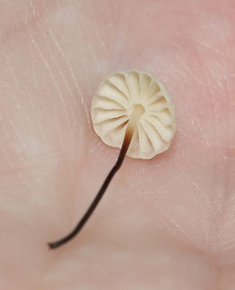 Collared Parachutes - Marasmius rotula This species is very similar to M. capillaris, which grows on oak leaves.

Habitat: Growing in a cluster on rotting wood; mixed forest
https://www.jungledragon.com/image/130863/collared_parachutes_-_marasmius_rotula.html Geotagged,Marasmius rotula,Pinwheel mushroom,Summer,United States