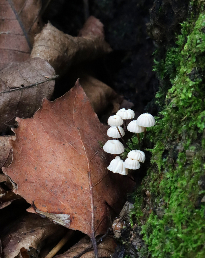 Collared Parachutes - Marasmius rotula This species is very similar to M. capillaris, which grows on oak leaves.<br />
<br />
Habitat: Growing in a cluster on rotting wood; mixed forest<br />
<figure class="photo"><a href="https://www.jungledragon.com/image/130862/collared_parachutes_-_marasmius_rotula.html" title="Collared Parachutes - Marasmius rotula"><img src="https://s3.amazonaws.com/media.jungledragon.com/images/3232/130862_thumb.jpg?AWSAccessKeyId=05GMT0V3GWVNE7GGM1R2&Expires=1759968010&Signature=HWgLLgKShagkCTw3Rug%2Bt2f1PxA%3D" width="124" height="152" alt="Collared Parachutes - Marasmius rotula This species is very similar to M. capillaris, which grows on oak leaves.<br />
<br />
Habitat: Growing in a cluster on rotting wood; mixed forest<br />
https://www.jungledragon.com/image/130863/collared_parachutes_-_marasmius_rotula.html Geotagged,Marasmius rotula,Pinwheel mushroom,Summer,United States" /></a></figure> Collared Parachute,Geotagged,Marasmius,Marasmius rotula,Pinwheel mushroom,Summer,United States,fungus,mushrooms