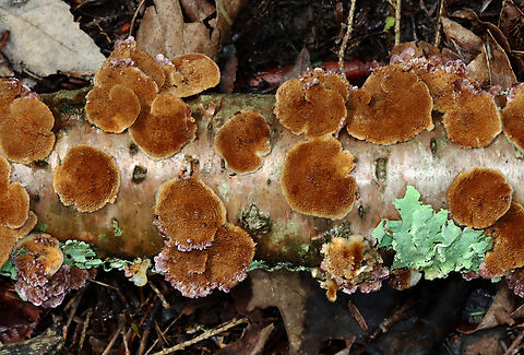 Violet-Toothed Polypore (Undersurface) - Trichaptum biforme Habitat: hardwood Geotagged,Summer,Trichaptum,Trichaptum biforme,United States,Violet-Toothed Polypore,polypore