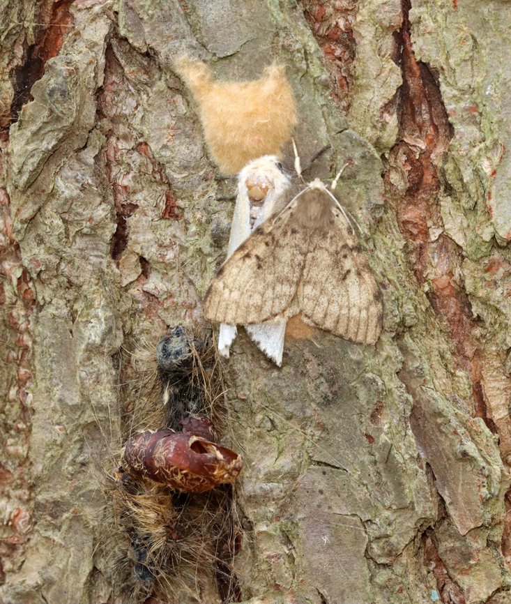 Spongy Moth - Lymantria dispar There&#039;s a lot going on in this photo -- there&#039;s the shed larval skin and empty pupa from the female (white) moth. The male is brown. Underneath the moths you can see the egg mass that she laid. Both moths were dead. They died after mating/egg laying. Such is the life of a gypsy moth. <br />
<br />
Habitat: Mixed forest<br />
<br />
*This species recently had a name revision: it&#039;s old common name was &#039;gypsy moth&#039;.  Geotagged,Lymantria,Lymantria dispar,Spongy Moth,Summer,United States,gypsy moth,moth