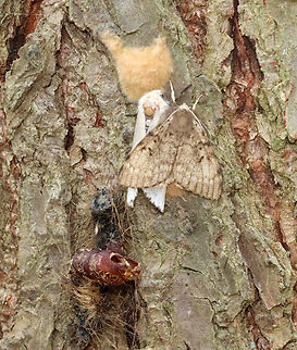 Spongy Moth - Lymantria dispar There's a lot going on in this photo -- there's the shed larval skin and empty pupa from the female (white) moth. The male is brown. Underneath the moths you can see the egg mass that she laid. Both moths were dead. They died after mating/egg laying. Such is the life of a gypsy moth. 

Habitat: Mixed forest

*This species recently had a name revision: it's old common name was 'gypsy moth'.  Geotagged,Lymantria,Lymantria dispar,Spongy Moth,Summer,United States,gypsy moth,moth