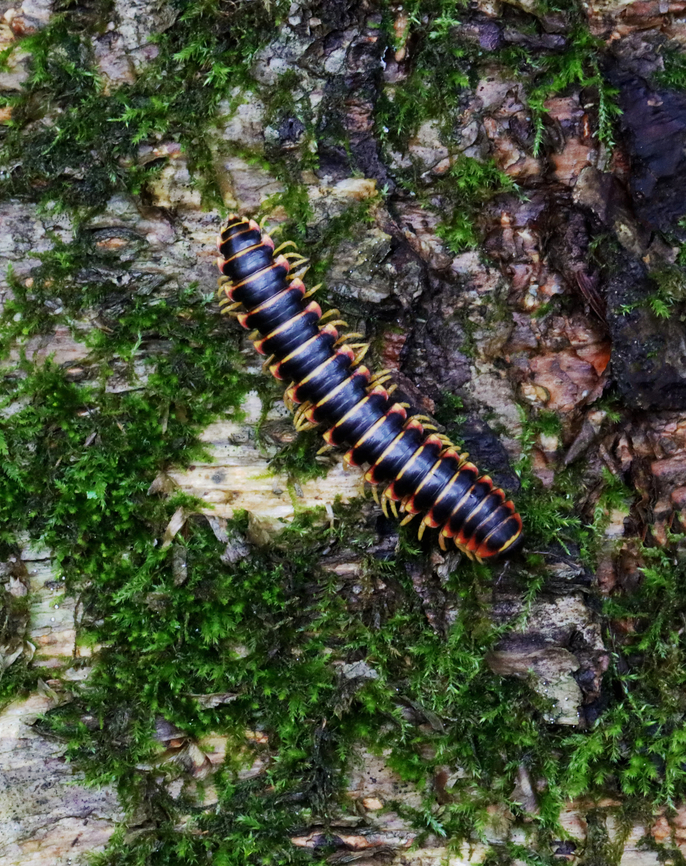 Flat-backed Millipede - Apheloria virginiensis The bright colors exhibited by this species are a warning signal that they secrete cyanide as a defense mechanism. Cyanide is poisonous and can cause extreme irritation if rubbed in the eyes. The millipedes don&#039;t contain a massively powerful amount of cyanide and they do not bite, but nevertheless it is recommended that they not be touched or handled in any way for this reason.<br />
<br />
Habitat: Deciduous forest Apheloria,Apheloria virginiensis,Geotagged,Summer,United States,millipede