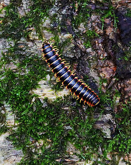 Flat-backed Millipede - Apheloria virginiensis The bright colors exhibited by this species are a warning signal that they secrete cyanide as a defense mechanism. Cyanide is poisonous and can cause extreme irritation if rubbed in the eyes. The millipedes don't contain a massively powerful amount of cyanide and they do not bite, but nevertheless it is recommended that they not be touched or handled in any way for this reason.

Habitat: Deciduous forest Apheloria,Apheloria virginiensis,Geotagged,Summer,United States,millipede