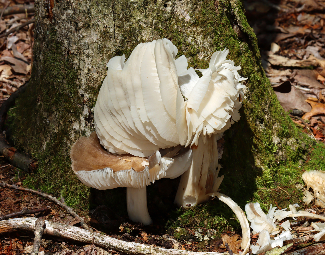 Platterful Mushrooms - Megacollybia rodmanii Habitat: Growing at the base of a hardwood tree Geotagged,Megacollybia,Megacollybia rodmani,Megacollybia rodmanii,Summer,United States,fungus,mushroom