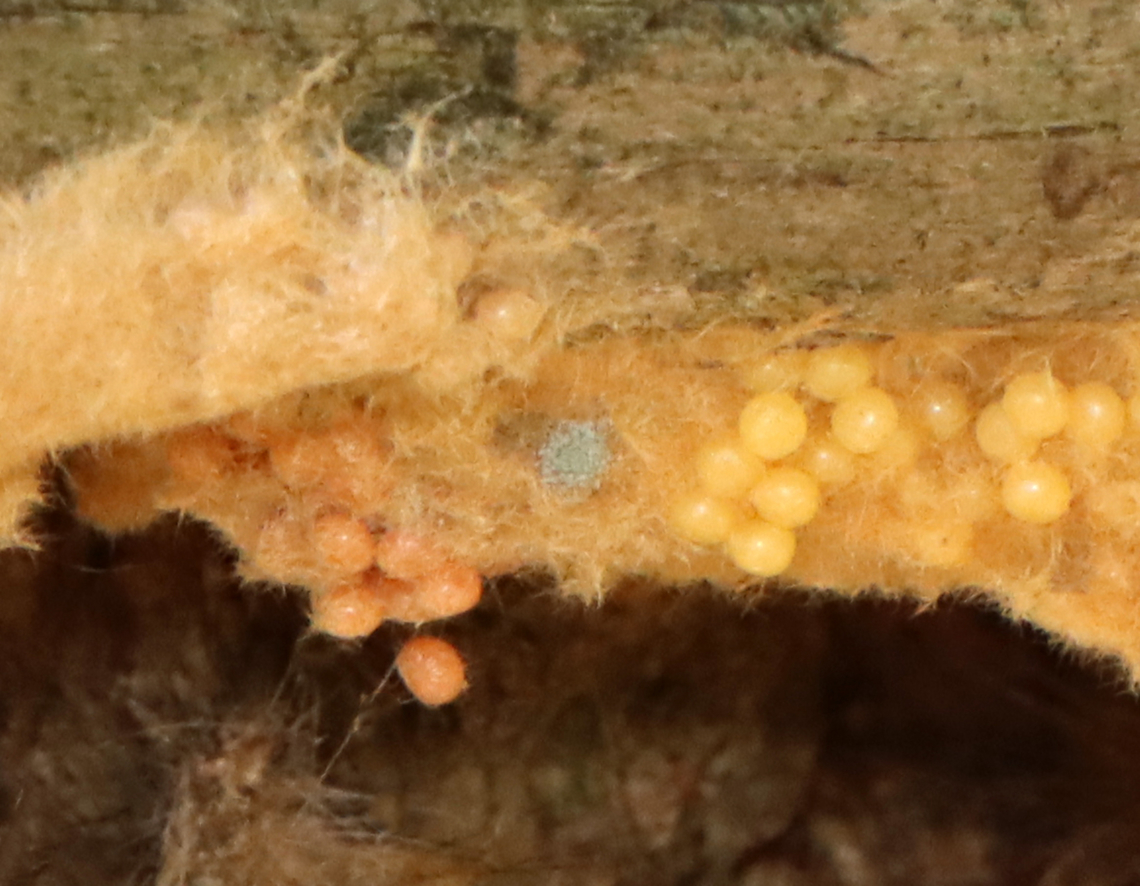 Spider Egg Sac Some smart spider laid its eggs (gray sac) on spongy moth (Lymantria dispar) eggs.<br />
<br />
Habitat: Mixed forest Geotagged,Summer,United States,egg sac,spider egg sac
