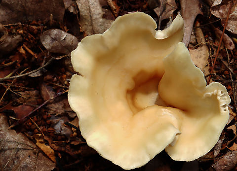 Common Funnel - Infundibulicybe gibba Habitat: Growing next to rotting wood; mixed forest Geotagged,Infundibulicybe,Infundibulicybe gibba,Summer,United States,common funnel,fungus,mushroom