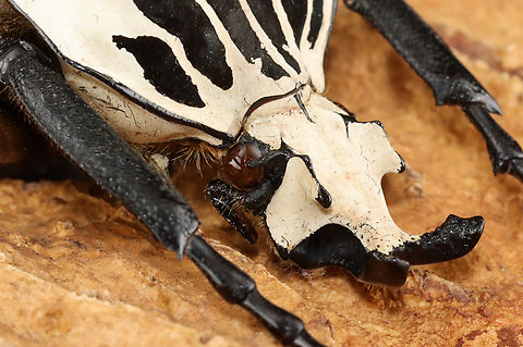 Goliath Beetle (Male) - Goliathus orientalis TL: ~80 mm

*Specimen from Congo
https://www.jungledragon.com/image/130894/goliath_beetle_male_-_goliathus_orientalis.html
https://www.jungledragon.com/image/130896/goliath_beetle_male_-_goliathus_orientalis.html
https://www.jungledragon.com/image/130895/goliath_beetle_male_-_goliathus_orientalis.html Geotagged,Goliathus orientalis,United States,Winter
