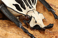 Goliath Beetle (Male) - Goliathus orientalis TL: ~80 mm<br />
<br />
*Specimen from Congo<br />
https://www.jungledragon.com/image/130894/goliath_beetle_male_-_goliathus_orientalis.html<br />
https://www.jungledragon.com/image/130896/goliath_beetle_male_-_goliathus_orientalis.html<br />
https://www.jungledragon.com/image/130895/goliath_beetle_male_-_goliathus_orientalis.html Geotagged,Goliathus orientalis,United States,Winter