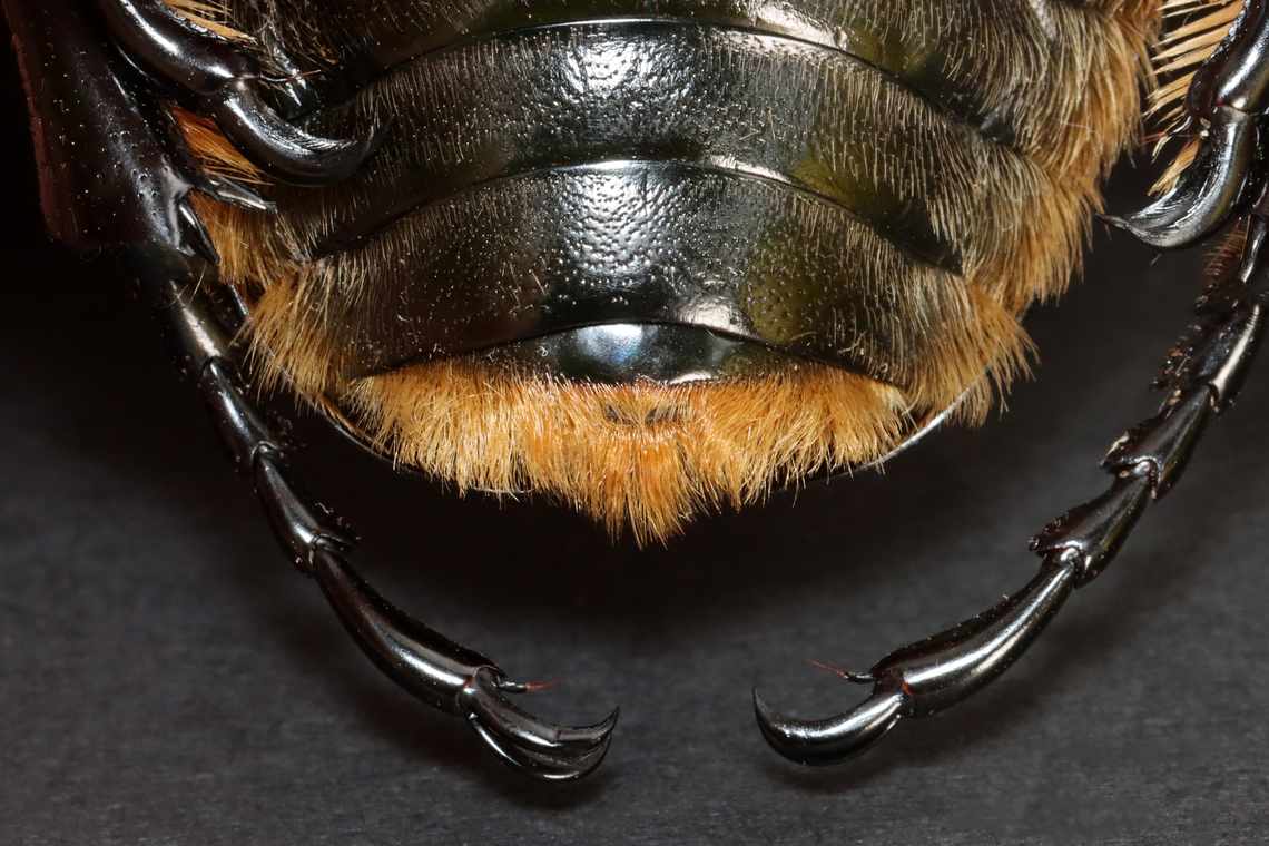 Goliath Beetle (Male) - Goliathus orientalis TL: ~80 mm; this photo shows its super fuzzy rear. <br />
<br />
*Specimen from Congo<br />
<figure class="photo"><a href="https://www.jungledragon.com/image/130894/goliath_beetle_male_-_goliathus_orientalis.html" title="Goliath Beetle (Male) - Goliathus orientalis"><img src="https://s3.amazonaws.com/media.jungledragon.com/images/3232/130894_thumb.jpg?AWSAccessKeyId=05GMT0V3GWVNE7GGM1R2&Expires=1769040010&Signature=IYZMWmdyBy5k%2F4GIqnlRk5YlLMM%3D" width="200" height="134" alt="Goliath Beetle (Male) - Goliathus orientalis TL: ~80 mm<br />
<br />
*Specimen from Congo<br />
https://www.jungledragon.com/image/130894/goliath_beetle_male_-_goliathus_orientalis.html<br />
https://www.jungledragon.com/image/130896/goliath_beetle_male_-_goliathus_orientalis.html<br />
https://www.jungledragon.com/image/130895/goliath_beetle_male_-_goliathus_orientalis.html Geotagged,Goliathus orientalis,United States,Winter" /></a></figure><br />
<figure class="photo"><a href="https://www.jungledragon.com/image/130896/goliath_beetle_male_-_goliathus_orientalis.html" title="Goliath Beetle (Male) - Goliathus orientalis"><img src="https://s3.amazonaws.com/media.jungledragon.com/images/3232/130896_thumb.jpg?AWSAccessKeyId=05GMT0V3GWVNE7GGM1R2&Expires=1769040010&Signature=8LvNR%2F%2FUpTJqwIwiec0SRQPrAig%3D" width="120" height="152" alt="Goliath Beetle (Male) - Goliathus orientalis TL: ~80 mm<br />
<br />
*Specimen from Congo<br />
https://www.jungledragon.com/image/130894/goliath_beetle_male_-_goliathus_orientalis.html<br />
https://www.jungledragon.com/image/130896/goliath_beetle_male_-_goliathus_orientalis.html<br />
https://www.jungledragon.com/image/130895/goliath_beetle_male_-_goliathus_orientalis.html Geotagged,Goliath beetle,Goliathus,Goliathus orientalis,United States,Winter,beetle" /></a></figure><br />
<figure class="photo"><a href="https://www.jungledragon.com/image/130895/goliath_beetle_male_-_goliathus_orientalis.html" title="Goliath Beetle (Male) - Goliathus orientalis"><img src="https://s3.amazonaws.com/media.jungledragon.com/images/3232/130895_thumb.jpg?AWSAccessKeyId=05GMT0V3GWVNE7GGM1R2&Expires=1769040010&Signature=NOOX5p3kgpT0%2Bbd9OS5lXfl3PTM%3D" width="200" height="134" alt="Goliath Beetle (Male) - Goliathus orientalis TL: ~80 mm; this photo shows its super fuzzy rear. <br />
<br />
*Specimen from Congo<br />
https://www.jungledragon.com/image/130894/goliath_beetle_male_-_goliathus_orientalis.html<br />
https://www.jungledragon.com/image/130896/goliath_beetle_male_-_goliathus_orientalis.html<br />
https://www.jungledragon.com/image/130895/goliath_beetle_male_-_goliathus_orientalis.html Geotagged,Goliathus orientalis,United States,Winter" /></a></figure> Geotagged,Goliathus orientalis,United States,Winter
