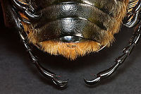 Goliath Beetle (Male) - Goliathus orientalis TL: ~80 mm; this photo shows its super fuzzy rear. <br />
<br />
*Specimen from Congo<br />
https://www.jungledragon.com/image/130894/goliath_beetle_male_-_goliathus_orientalis.html<br />
https://www.jungledragon.com/image/130896/goliath_beetle_male_-_goliathus_orientalis.html<br />
https://www.jungledragon.com/image/130895/goliath_beetle_male_-_goliathus_orientalis.html Geotagged,Goliathus orientalis,United States,Winter