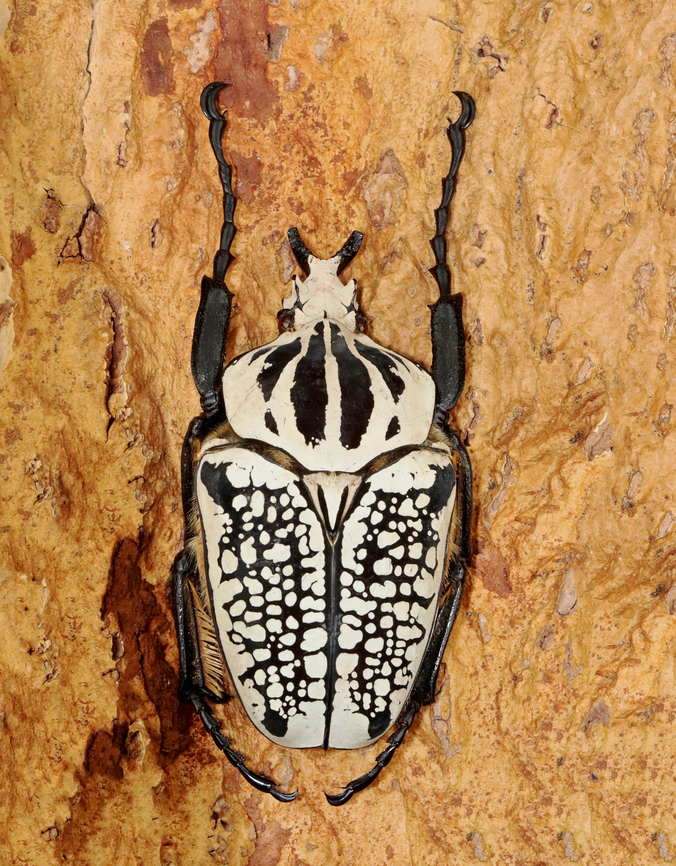 Goliath Beetle (Male) - Goliathus orientalis TL: ~80 mm<br />
<br />
*Specimen from Congo<br />
<figure class="photo"><a href="https://www.jungledragon.com/image/130894/goliath_beetle_male_-_goliathus_orientalis.html" title="Goliath Beetle (Male) - Goliathus orientalis"><img src="https://s3.amazonaws.com/media.jungledragon.com/images/3232/130894_thumb.jpg?AWSAccessKeyId=05GMT0V3GWVNE7GGM1R2&Expires=1769040010&Signature=IYZMWmdyBy5k%2F4GIqnlRk5YlLMM%3D" width="200" height="134" alt="Goliath Beetle (Male) - Goliathus orientalis TL: ~80 mm<br />
<br />
*Specimen from Congo<br />
https://www.jungledragon.com/image/130894/goliath_beetle_male_-_goliathus_orientalis.html<br />
https://www.jungledragon.com/image/130896/goliath_beetle_male_-_goliathus_orientalis.html<br />
https://www.jungledragon.com/image/130895/goliath_beetle_male_-_goliathus_orientalis.html Geotagged,Goliathus orientalis,United States,Winter" /></a></figure><br />
<figure class="photo"><a href="https://www.jungledragon.com/image/130896/goliath_beetle_male_-_goliathus_orientalis.html" title="Goliath Beetle (Male) - Goliathus orientalis"><img src="https://s3.amazonaws.com/media.jungledragon.com/images/3232/130896_thumb.jpg?AWSAccessKeyId=05GMT0V3GWVNE7GGM1R2&Expires=1769040010&Signature=8LvNR%2F%2FUpTJqwIwiec0SRQPrAig%3D" width="120" height="152" alt="Goliath Beetle (Male) - Goliathus orientalis TL: ~80 mm<br />
<br />
*Specimen from Congo<br />
https://www.jungledragon.com/image/130894/goliath_beetle_male_-_goliathus_orientalis.html<br />
https://www.jungledragon.com/image/130896/goliath_beetle_male_-_goliathus_orientalis.html<br />
https://www.jungledragon.com/image/130895/goliath_beetle_male_-_goliathus_orientalis.html Geotagged,Goliath beetle,Goliathus,Goliathus orientalis,United States,Winter,beetle" /></a></figure><br />
<figure class="photo"><a href="https://www.jungledragon.com/image/130895/goliath_beetle_male_-_goliathus_orientalis.html" title="Goliath Beetle (Male) - Goliathus orientalis"><img src="https://s3.amazonaws.com/media.jungledragon.com/images/3232/130895_thumb.jpg?AWSAccessKeyId=05GMT0V3GWVNE7GGM1R2&Expires=1769040010&Signature=NOOX5p3kgpT0%2Bbd9OS5lXfl3PTM%3D" width="200" height="134" alt="Goliath Beetle (Male) - Goliathus orientalis TL: ~80 mm; this photo shows its super fuzzy rear. <br />
<br />
*Specimen from Congo<br />
https://www.jungledragon.com/image/130894/goliath_beetle_male_-_goliathus_orientalis.html<br />
https://www.jungledragon.com/image/130896/goliath_beetle_male_-_goliathus_orientalis.html<br />
https://www.jungledragon.com/image/130895/goliath_beetle_male_-_goliathus_orientalis.html Geotagged,Goliathus orientalis,United States,Winter" /></a></figure> Geotagged,Goliath beetle,Goliathus,Goliathus orientalis,United States,Winter,beetle