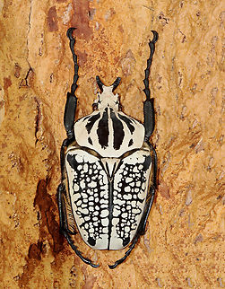 Goliath Beetle (Male) - Goliathus orientalis TL: ~80 mm

*Specimen from Congo
https://www.jungledragon.com/image/130894/goliath_beetle_male_-_goliathus_orientalis.html
https://www.jungledragon.com/image/130896/goliath_beetle_male_-_goliathus_orientalis.html
https://www.jungledragon.com/image/130895/goliath_beetle_male_-_goliathus_orientalis.html Geotagged,Goliath beetle,Goliathus,Goliathus orientalis,United States,Winter,beetle