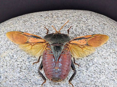 Stink Bug - Oncomeris flavicornis *Specimen from New Guinea Geotagged,Oncomeris,Oncomeris flavicornis,Tessaratomidae,United States,Winter,bug,hemiptera,stink bug
