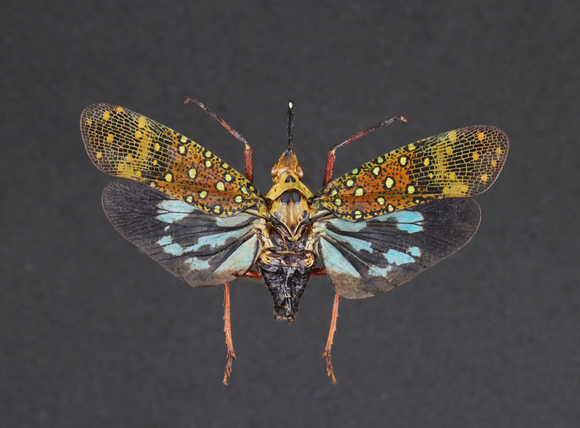 Lanternbug - Saiva bullata *Specimen Geotagged,Lanternbug,Saiva,Saiva Bullata,Saiva bullata,United States,Winter,fulgoridae,lanternfly