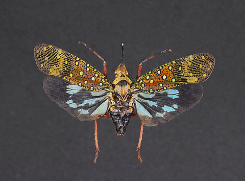 Lanternbug - Saiva bullata *Specimen Geotagged,Lanternbug,Saiva,Saiva Bullata,Saiva bullata,United States,Winter,fulgoridae,lanternfly