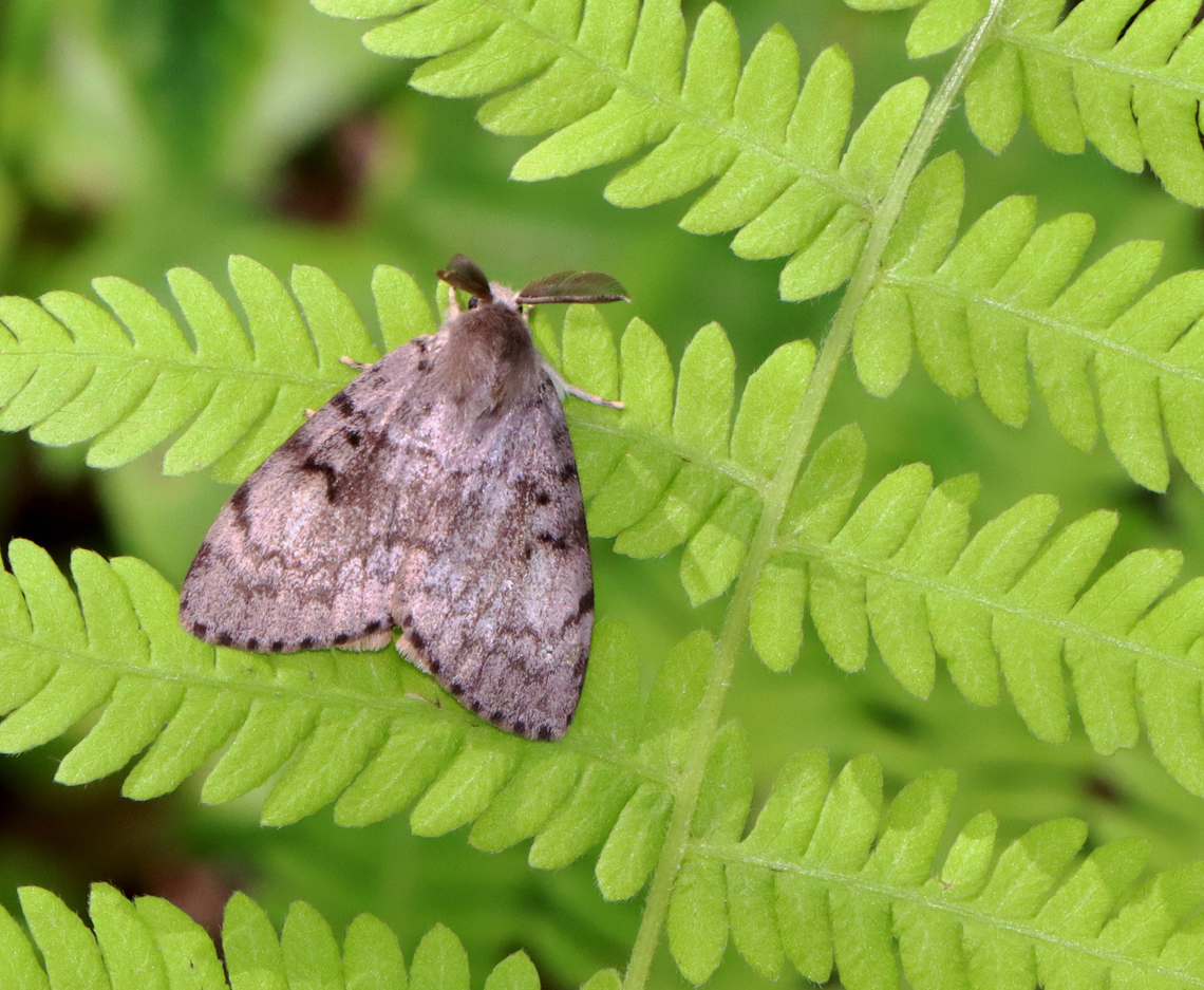 Spongy Moth (Gypsy Moth) - Lymantria dispar I really hope there are fewer of these moths this summer.<br />
<br />
Habitat: Mixed forest Geotagged,Lymantria,Lymantria dispar,Spongy Moth,Summer,United States,gypsy moth,moth