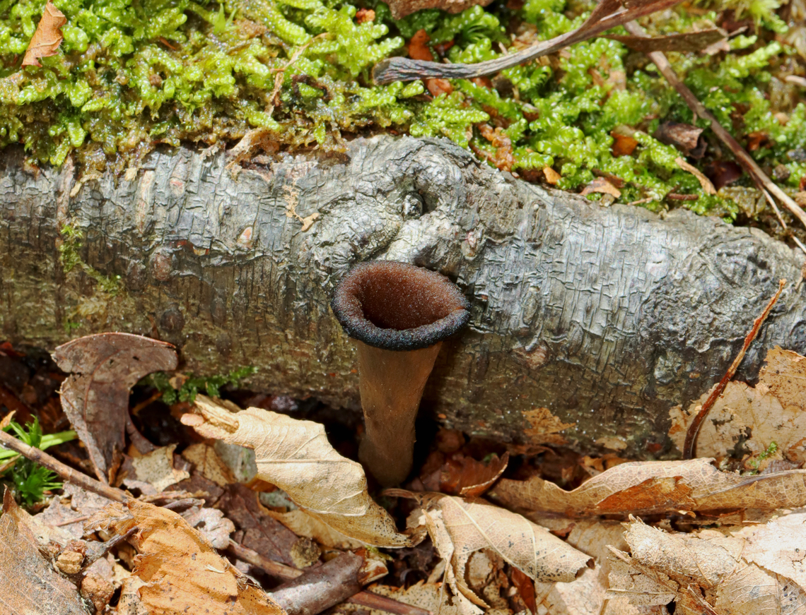 Black Trumpet - Craterellus fallax Fruiting bodies were vase-shaped and were growing together in a cluster. The upper surfaces were dark brown and the under surfaces were grayish brown and wrinkled.<br />
<br />
Habitat: Growing along tree roots; mixed forest Black Trumpets,Craterellus fallax,Geotagged,Summer,United States,craterellus,fungus,mushrooms,trumpets