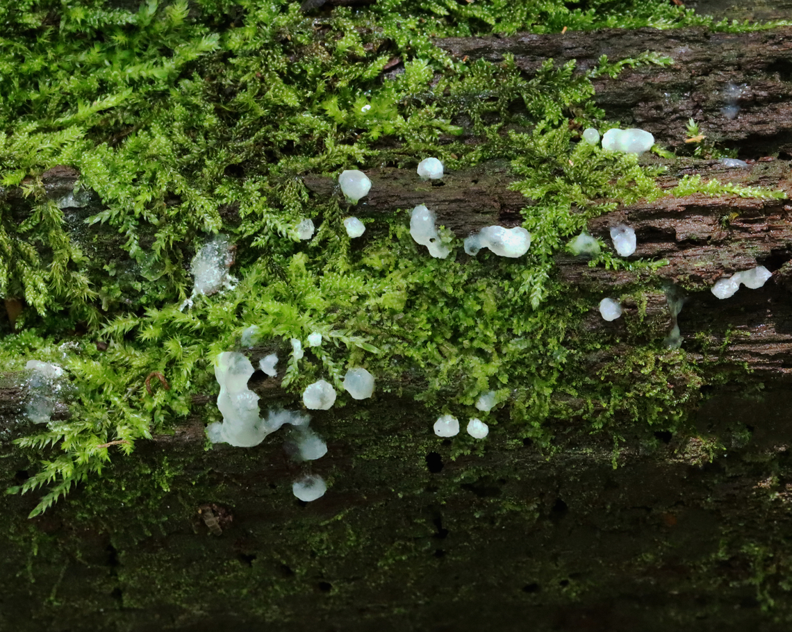 Coral Slime - Ceratiomyxa sp. It might be Ceratiomyxa porioides, but it was still in the &quot;goo&quot; stage, so I&#039;m not sure of the species ID.<br />
<br />
Habitat: Rotting wood; mixed forest Ceratiomyxa,Geotagged,Summer,United States,coral slime,slime mold