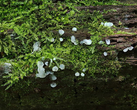 Coral Slime - Ceratiomyxa sp. It might be Ceratiomyxa porioides, but it was still in the "goo" stage, so I'm not sure of the species ID.

Habitat: Rotting wood; mixed forest Ceratiomyxa,Geotagged,Summer,United States,coral slime,slime mold