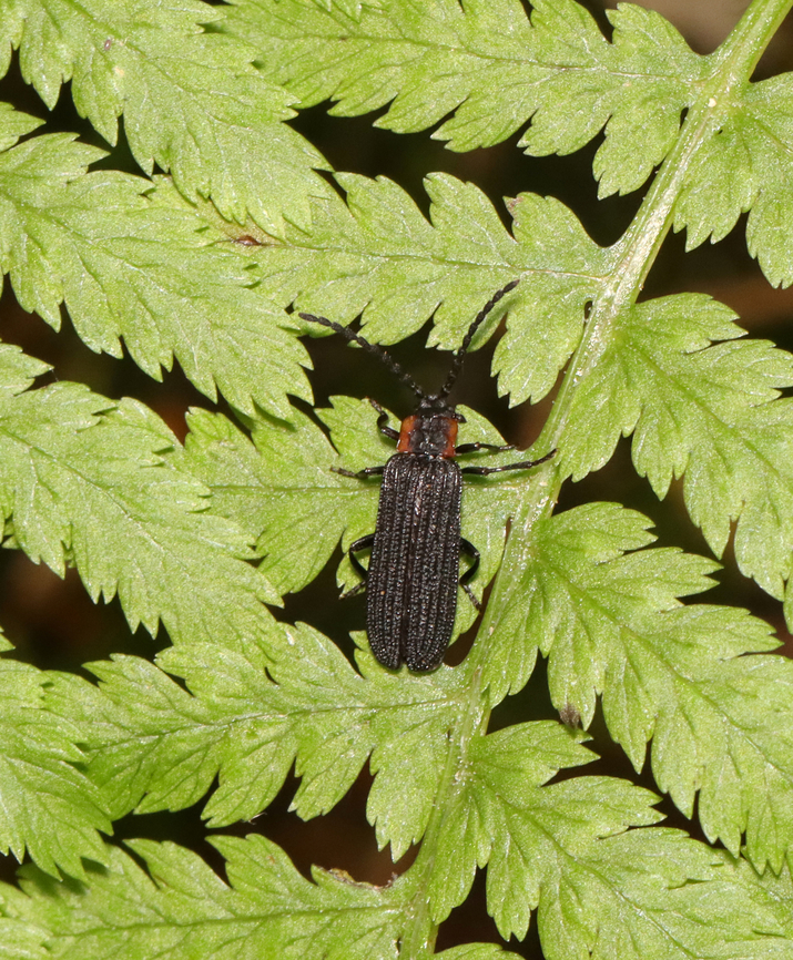 Net-winged Beetle - Eropterus trilineatus Habitat: Mixed forest Eropterus,Eropterus trilineatus,Geotagged,Lycidae,Summer,United States,beetle,net-winged beetle