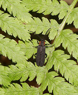 Net-winged Beetle - Eropterus trilineatus Habitat: Mixed forest Eropterus,Eropterus trilineatus,Geotagged,Lycidae,Summer,United States,beetle,net-winged beetle